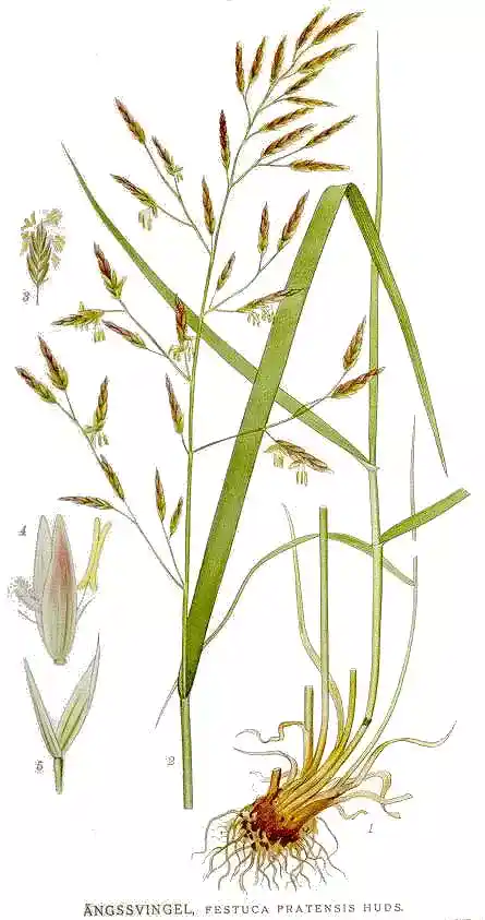 Kostrzewa łąkowa ,Festuca pratensis