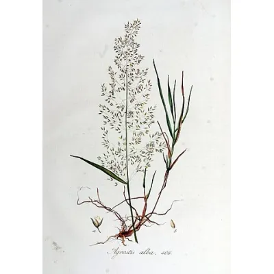 Agrostis gigantea Roth (Syn. Agrostis alba auct. non L.)