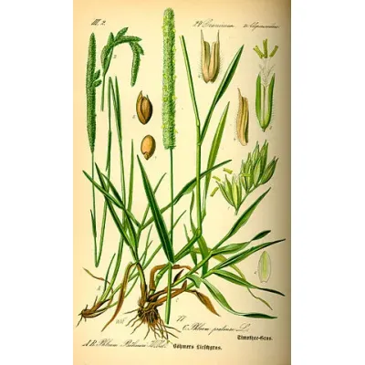 Wiesen-Lieschgras (Phleum pratense), Illustration Mitte und rechts, links das Steppen-Lieschgras (Phleum phleoides)