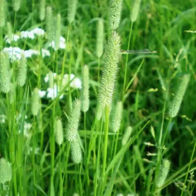 source: User:Hugo.arg/Wikitravels, Phleum pratense001