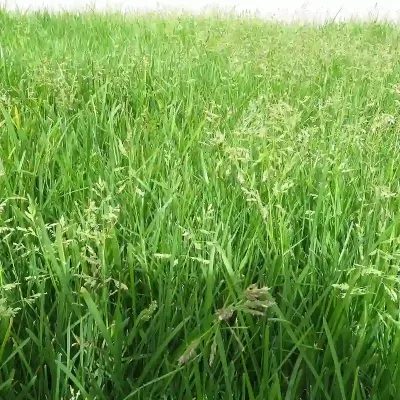 Wiechlina lakowa- poa_pratensis