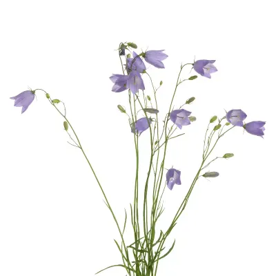 Dzwonek rozpierzchły na białym tle