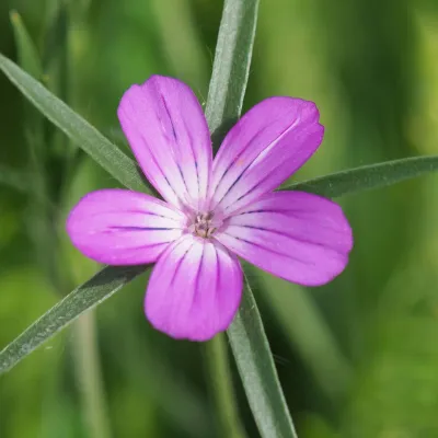 kakol polny na zielonym tle