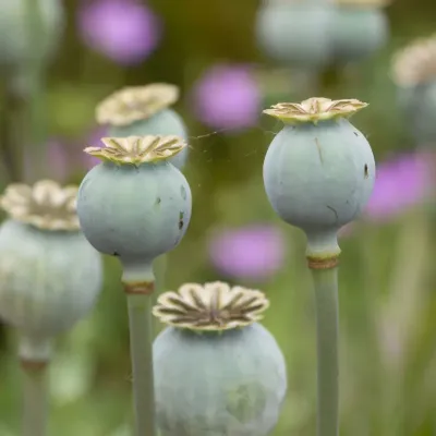 Główki pełne nasion maku polnego