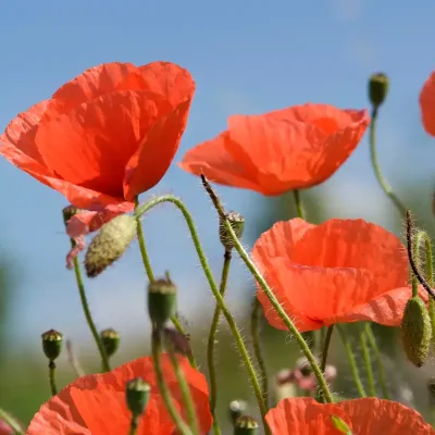 Mak polny na tle łąki kwietnej