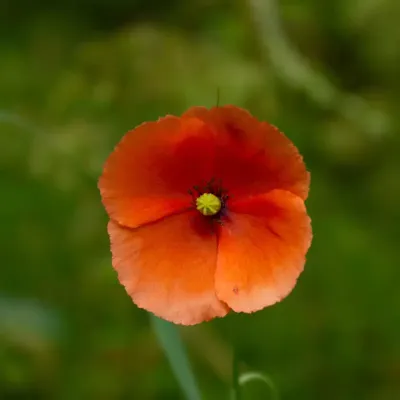 Mak wątpliwy na zielonym tle