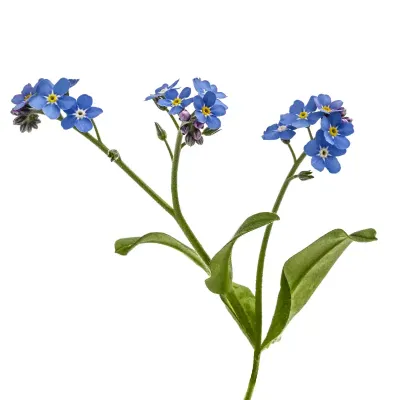 Niezapominajka polna