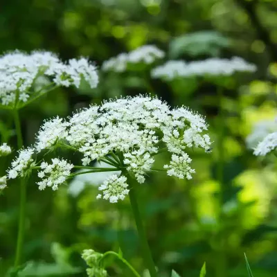 Trybula leśna z bliska
