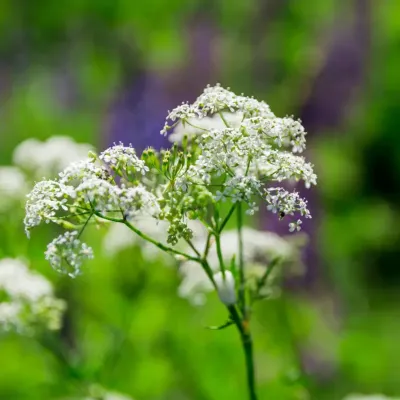 Trybula leśna na zielonym tle