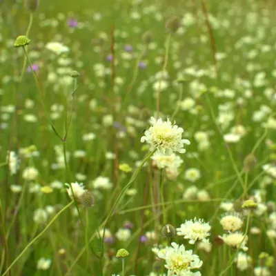 Kwitnąca driakiew na łące