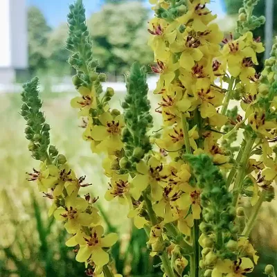 Dziewanna pospolita w pełnym rozkwicie