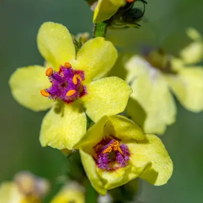 Zbliżenie na kwiat Dziewanny pospolitej