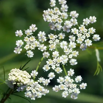 Kwiaty kminku zwyczajnego - piękno natury na zdjęciu