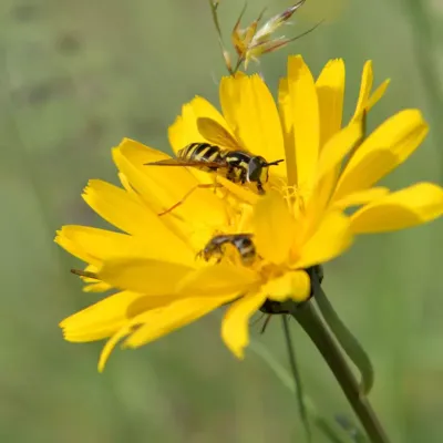 Kwiaty kozibrodu łąkowego w pełnym rozkwicie