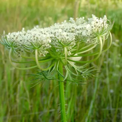 Kwiat marchwi z bliska