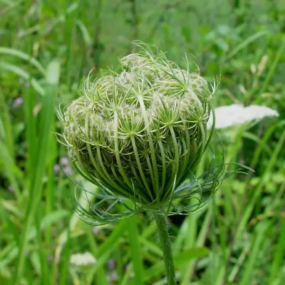 Koszyczek nasion kwiatu marchwi