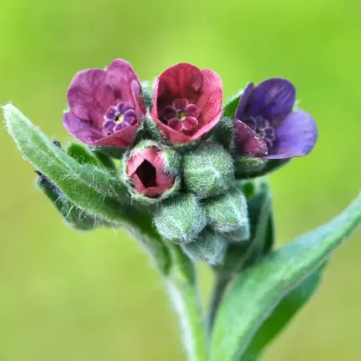 Zbliżenie na Ostrzeń Pospolity