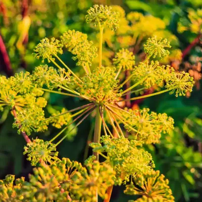 Zbliżenie na kwiaty Pasternaka Zwyczajnego – szczegóły struktury