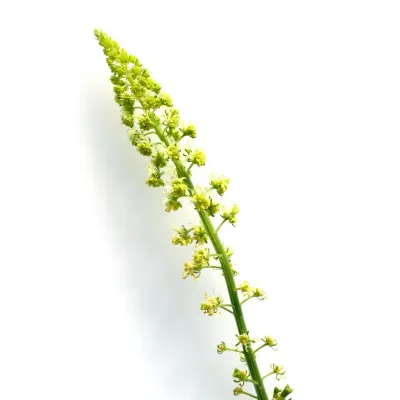 Zbliżenie na Rezedę Żółtą – detale kwiatów