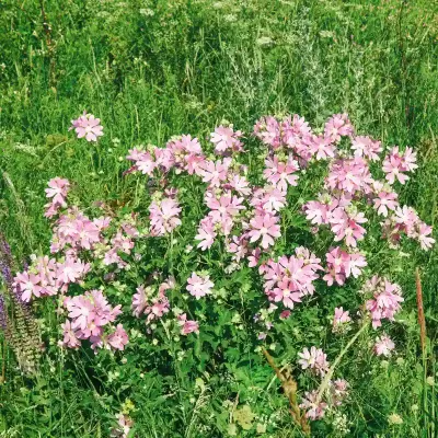 Kwitnący Ślaz Dziki – różowe kwiaty na zielonym tle
