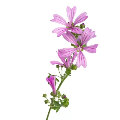 Ślaz Dziki na łące