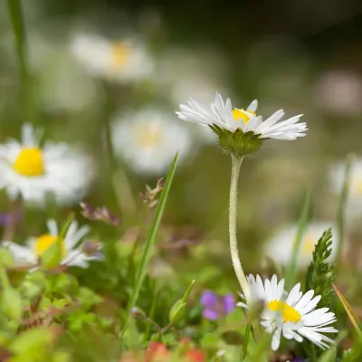Grupa Stokrotek Pospolitych – wiosenne kwitnienie