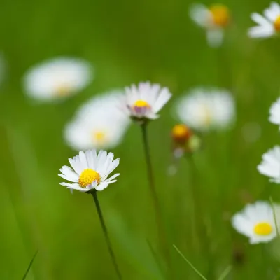 Zbliżenie na Stokrotkę Pospolitą – detale białego kwiatu