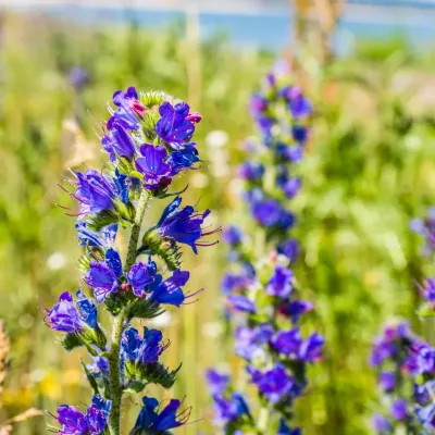 Żmijowiec Zwyczajny na polu – dzika przyroda w pełni