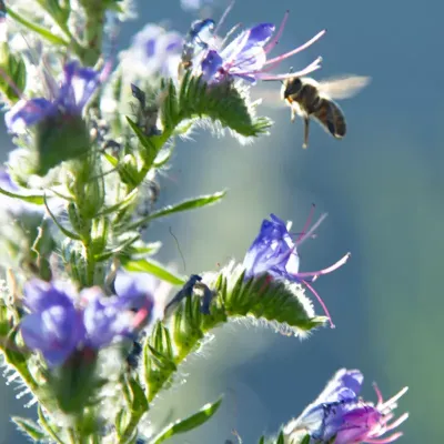 Zbliżenie na niebieskie kwiaty Żmijowca Zwyczajnego