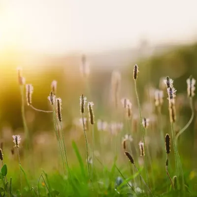 Babka Średnia w naturalnym środowisku – zdrowa roślina