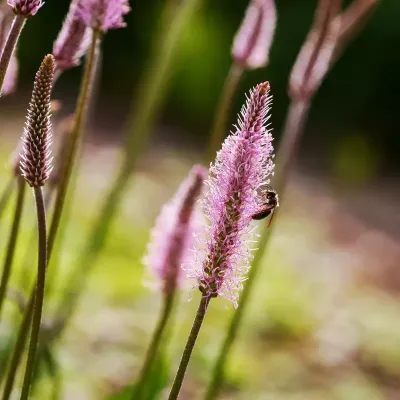 Babka Średnia na łące