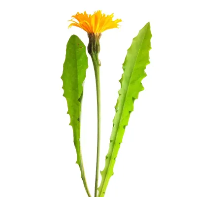 Brodawnik Zwyczajny w całej okazałości