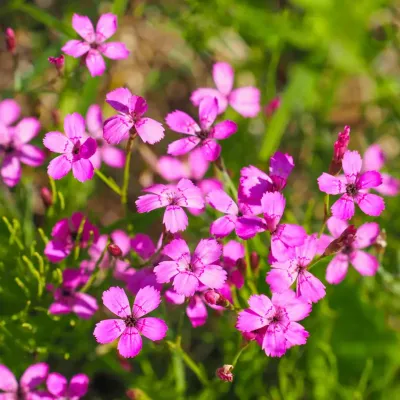 Goździk kropkowany (dokończ...