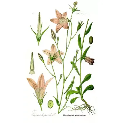 Dzwonek rozpierzchły rycina