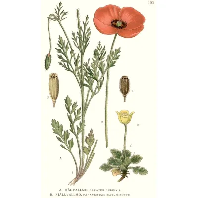 Mak wątpliwy rysunek