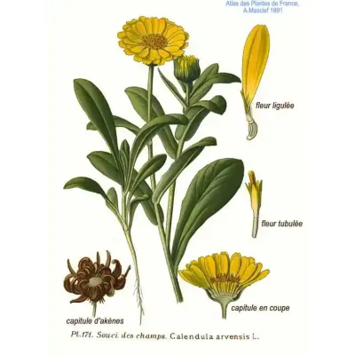 Nagietek polny rysunek