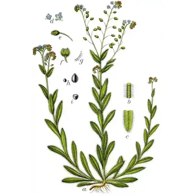 Rysunek Niezapominajka polna