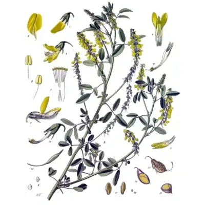 Nostrzyk żółty rysunek