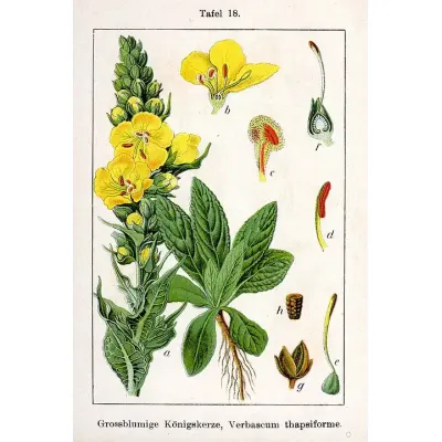 Zdjęcie z katalogu Dziewanny wielkokwiatowej