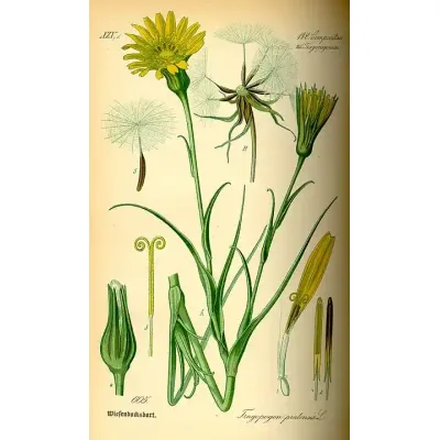 Kozibród łąkowy rysunek