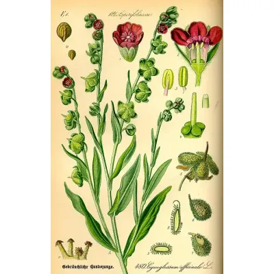 Cynoglossum officinale