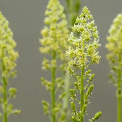 "Rezeda Żółta w naturalnym środowisku – dzika przyroda