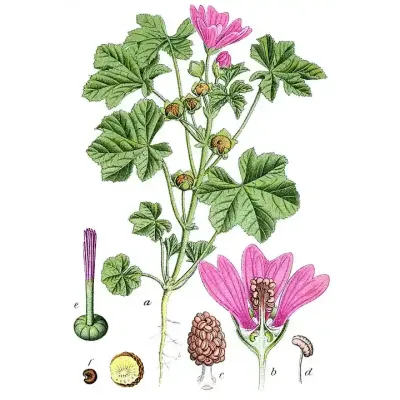 ślaz dziki rysunek z książki