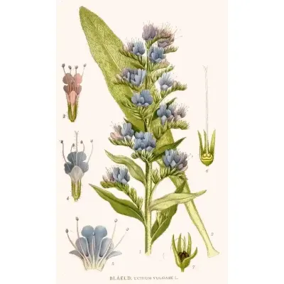 Kwitnący Żmijowiec Zwyczajny