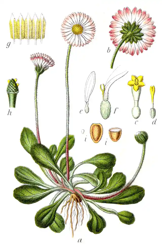 Bellis perennis - stokrotka pospolita
