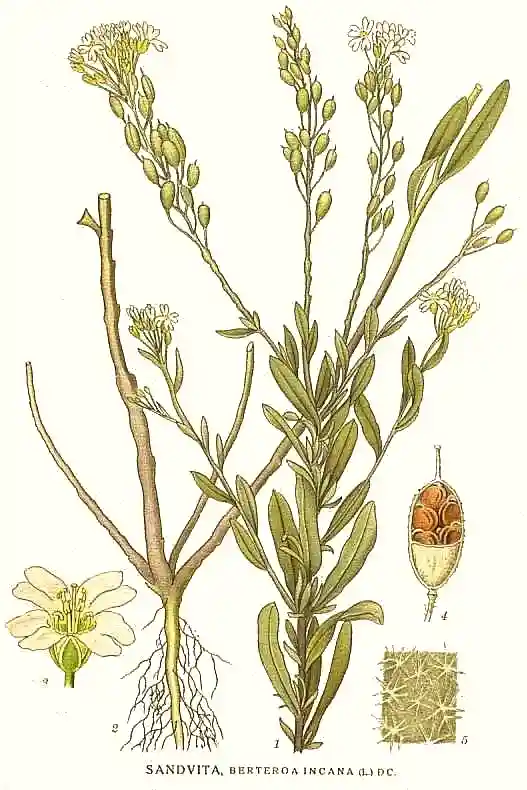 Berteroa incana - pyleniec pospolity