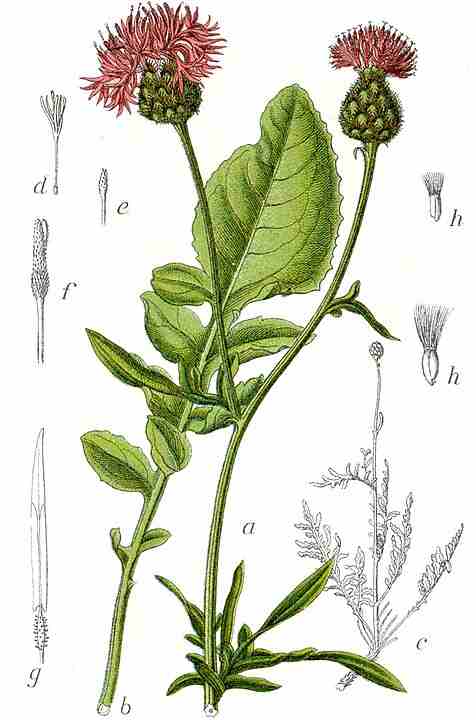 Centaurea scabiosa - Chaber driakiewnik