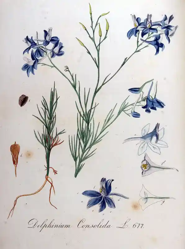 Consolida regalis - ostr&oacute;żeczka polna