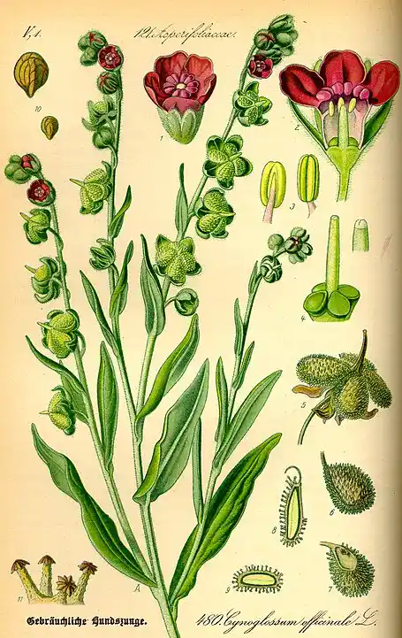 Cynoglossum officinale - Ostrzeń pospolity