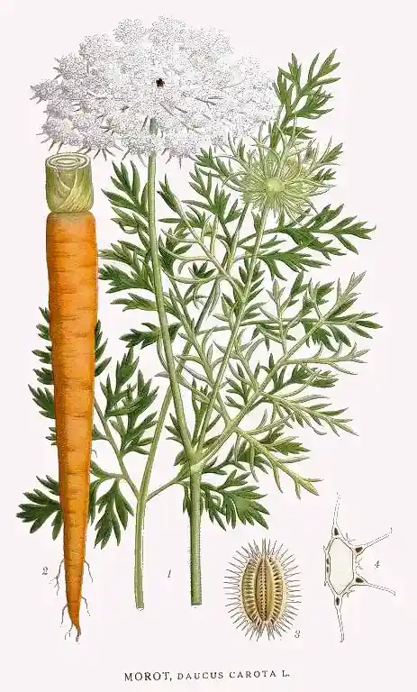 Daucus carota - marchew zwyczajna